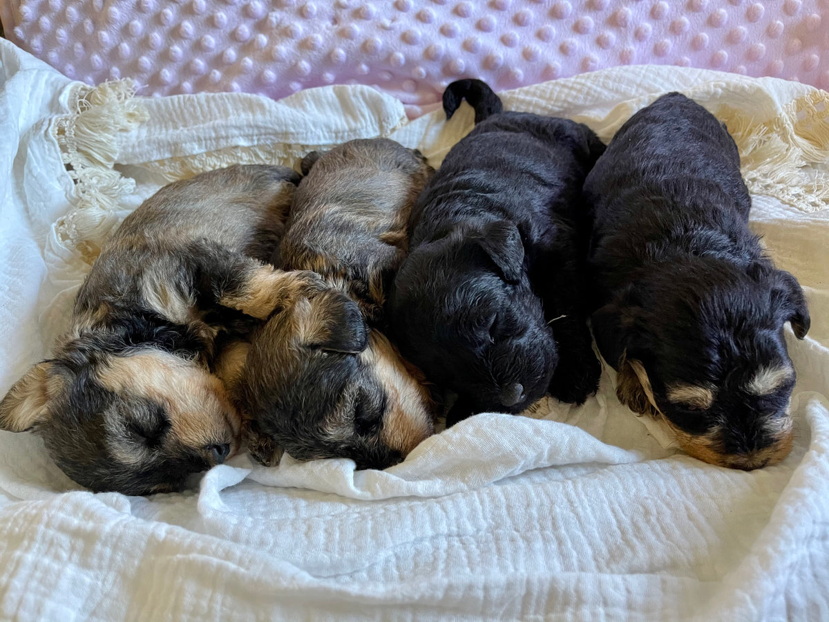 Newborn best sale schnoodle puppies