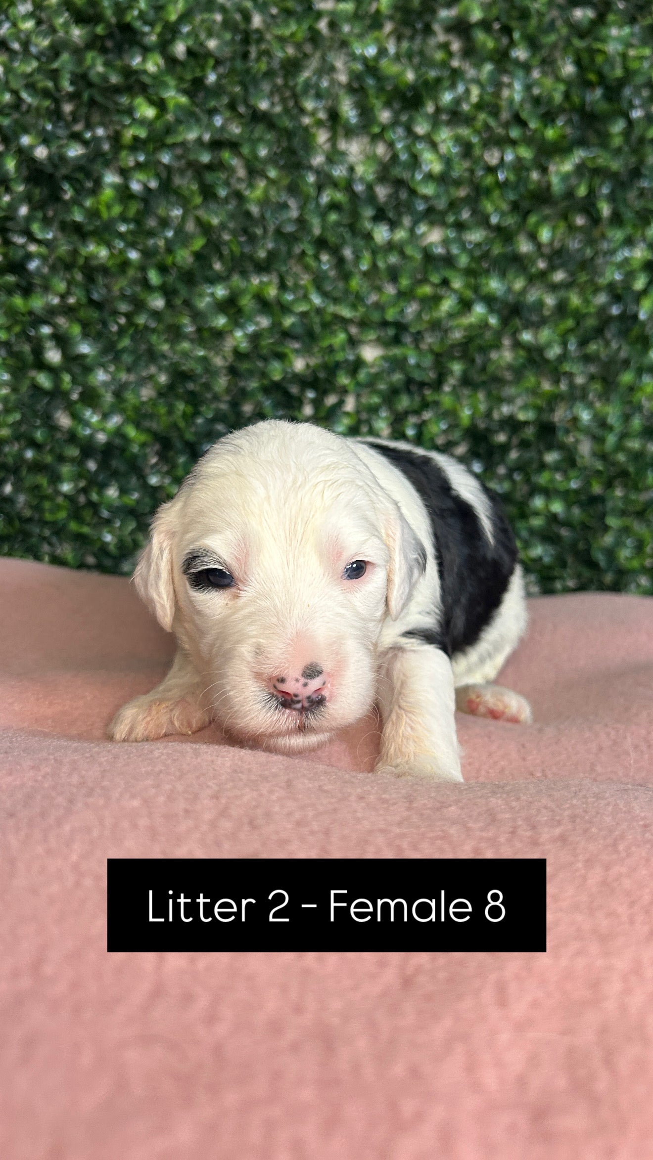 8 x F1 Standard Sheepadoodles (Old English Sheepdog x Standard Poodle)