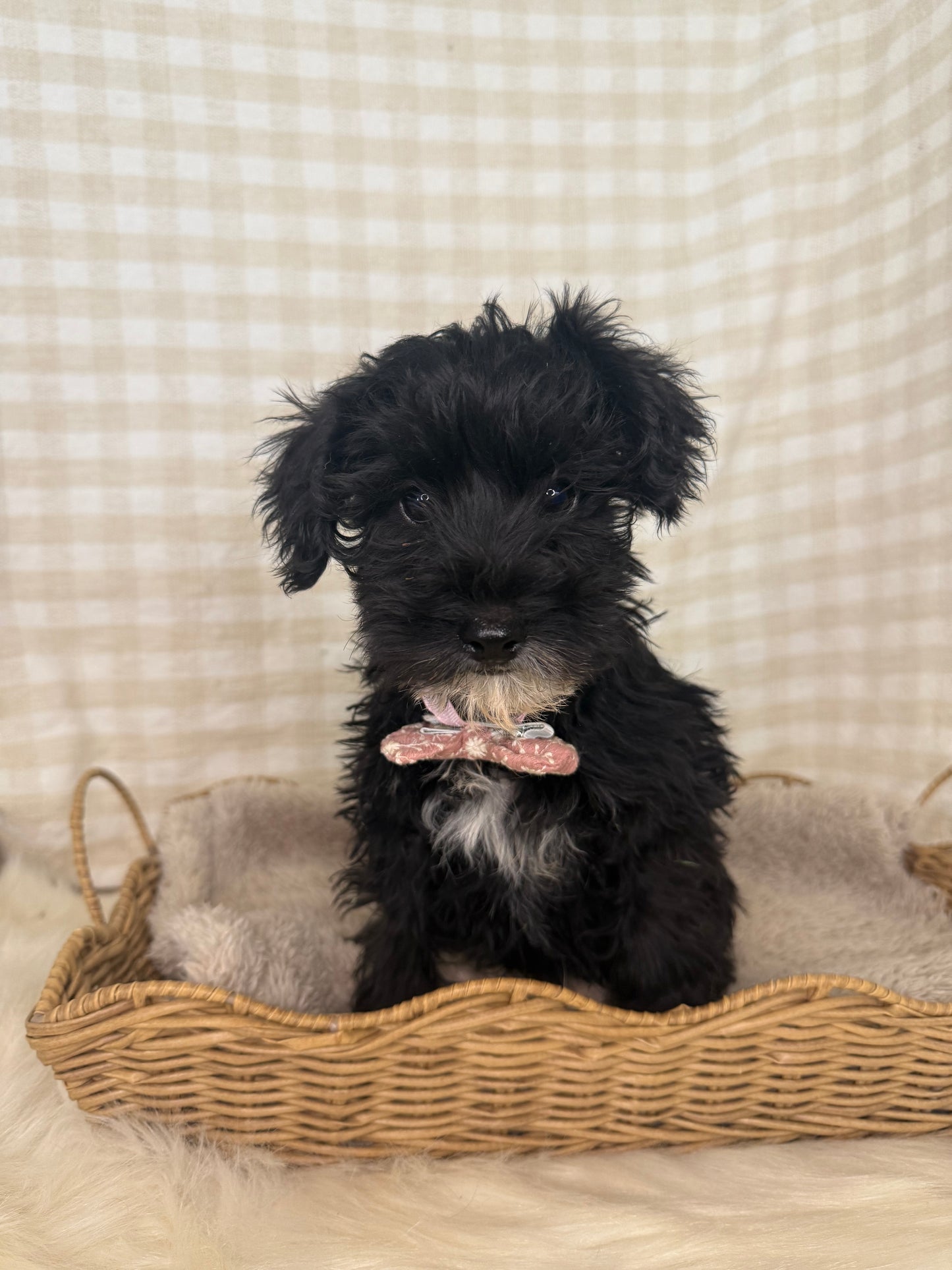 1 x F1 Mini Schnoodle (Mini Poodle x Mini Schnauzer)
