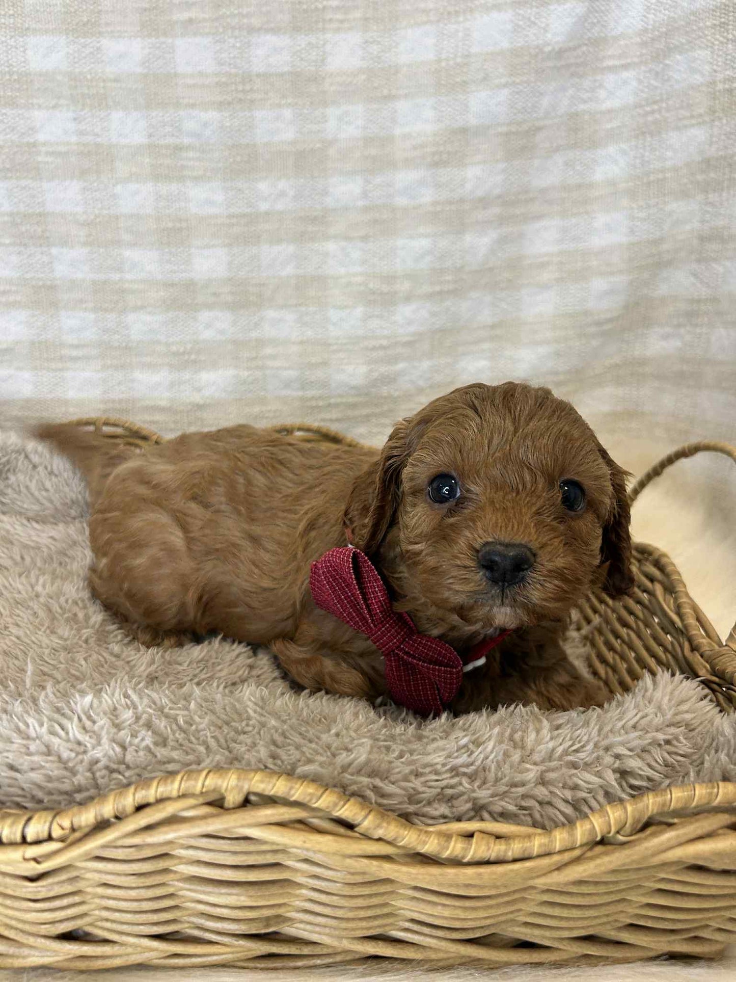 3 x F1 Toy Cavoodles (DNA Clear)