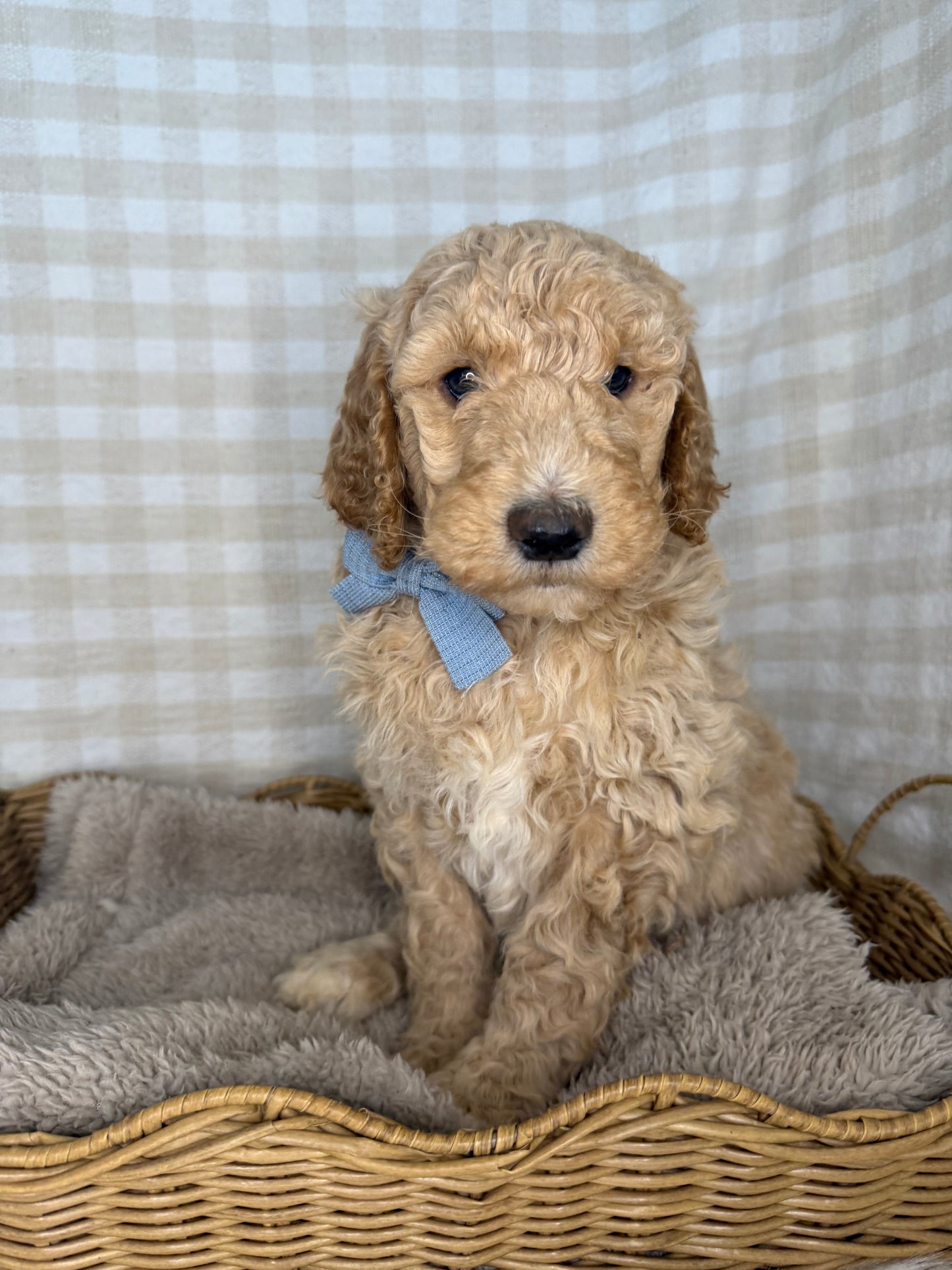 3 x Standard Poodles (DNA Clear, Parti & Phantom carriers)