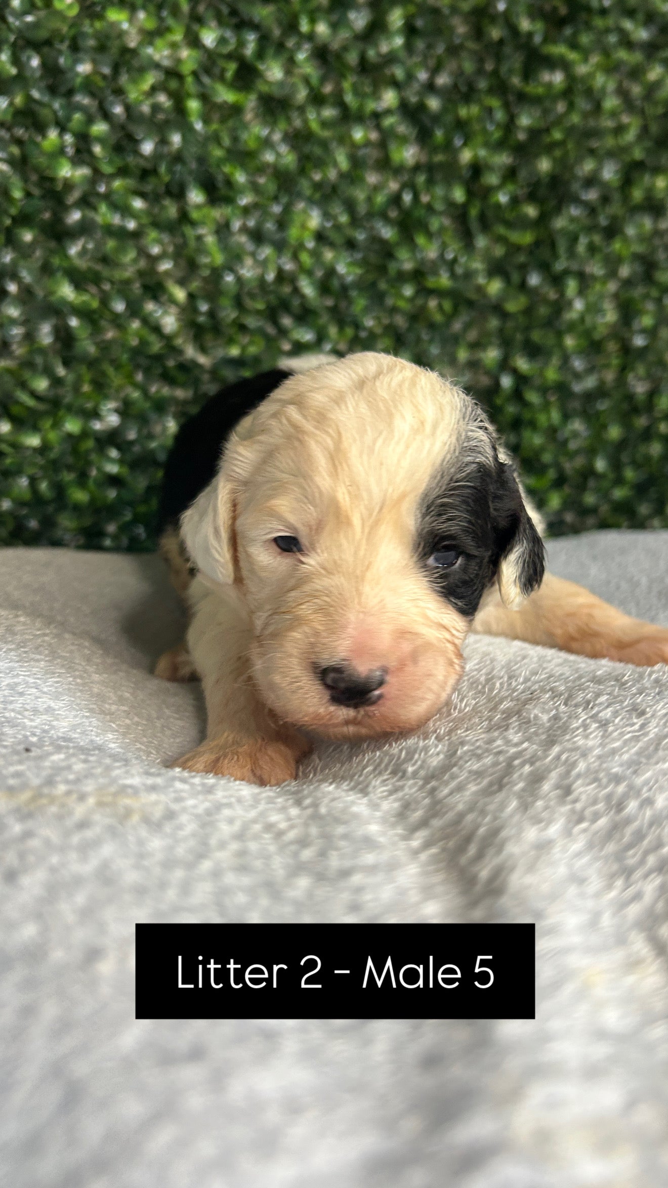 8 x F1 Standard Sheepadoodles (Old English Sheepdog x Standard Poodle)