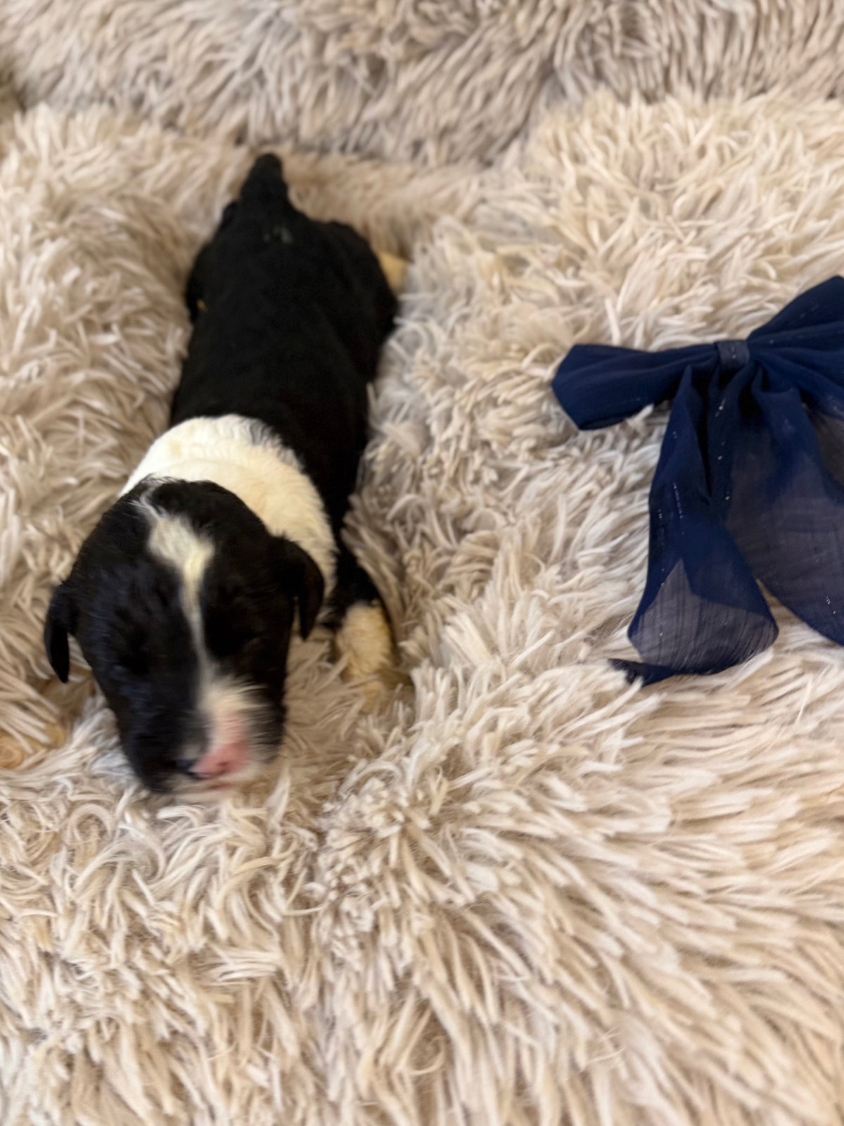 F1 Standard Sheepadoodles (Old English Sheepdog x Standard Poodle) READY EARLY DECEMBER