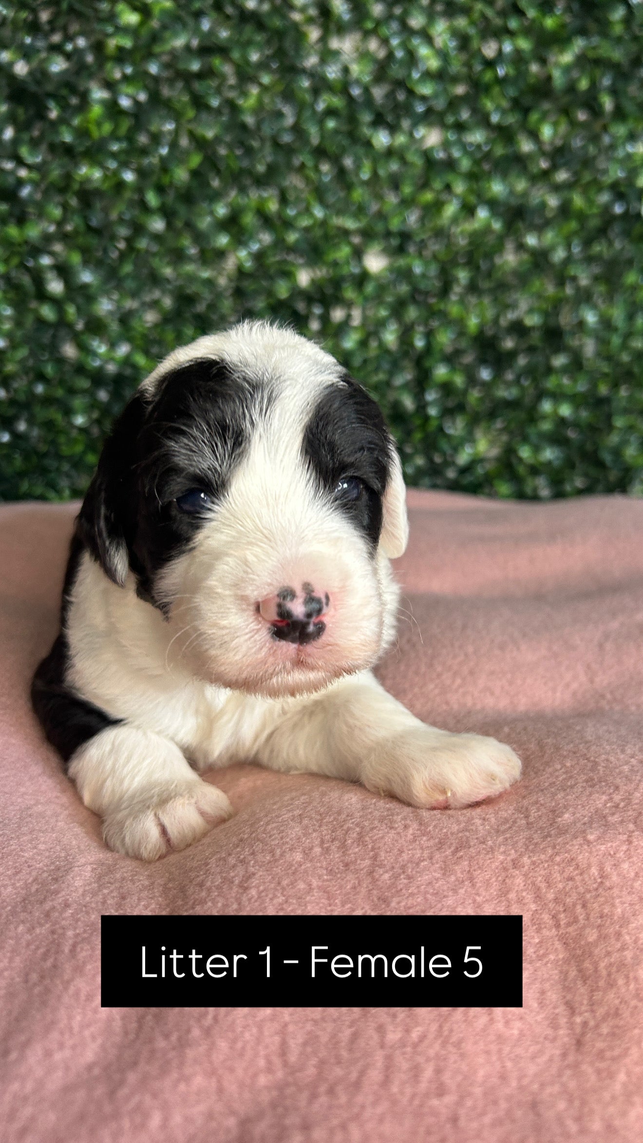 8 x F1 Standard Sheepadoodles (Old English Sheepdog x Standard Poodle)