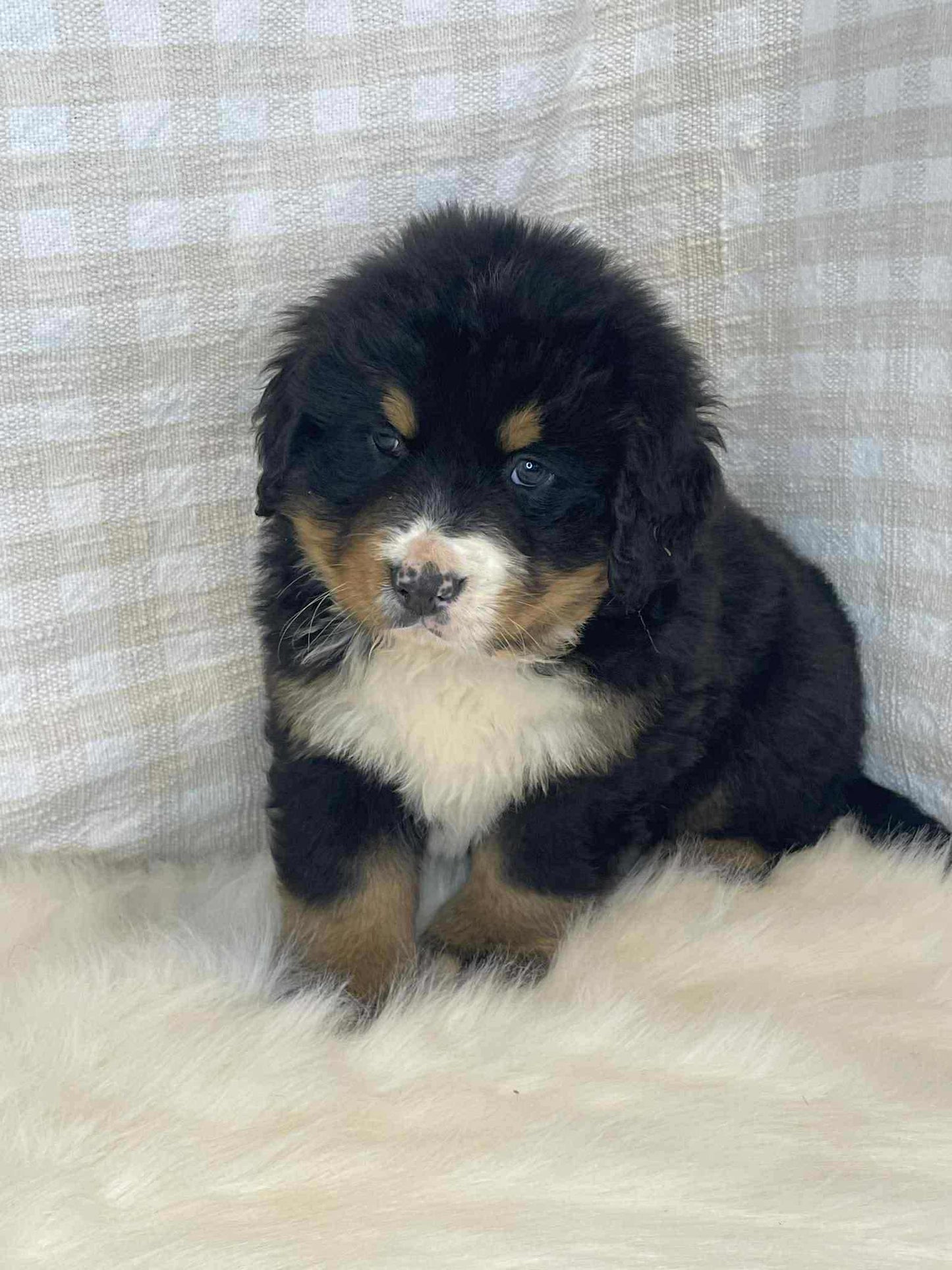 3 x Bernese Mountain Dogs (DNA Clear, Hip & Elbow Scored)