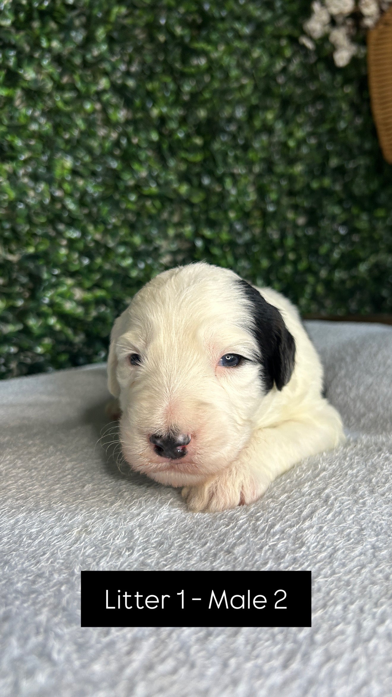 8 x F1 Standard Sheepadoodles (Old English Sheepdog x Standard Poodle)