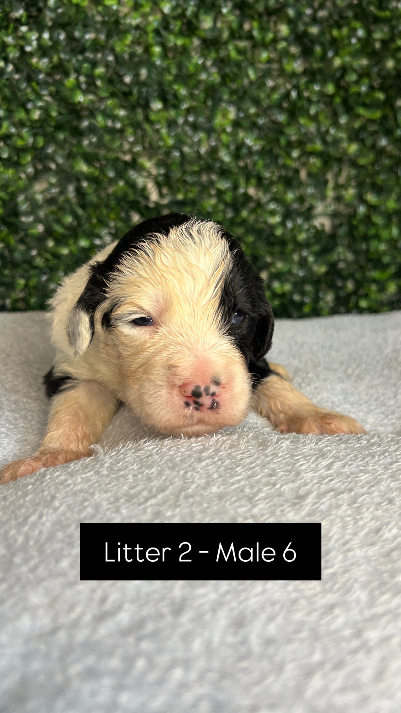 8 x F1 Standard Sheepadoodles (Old English Sheepdog x Standard Poodle)