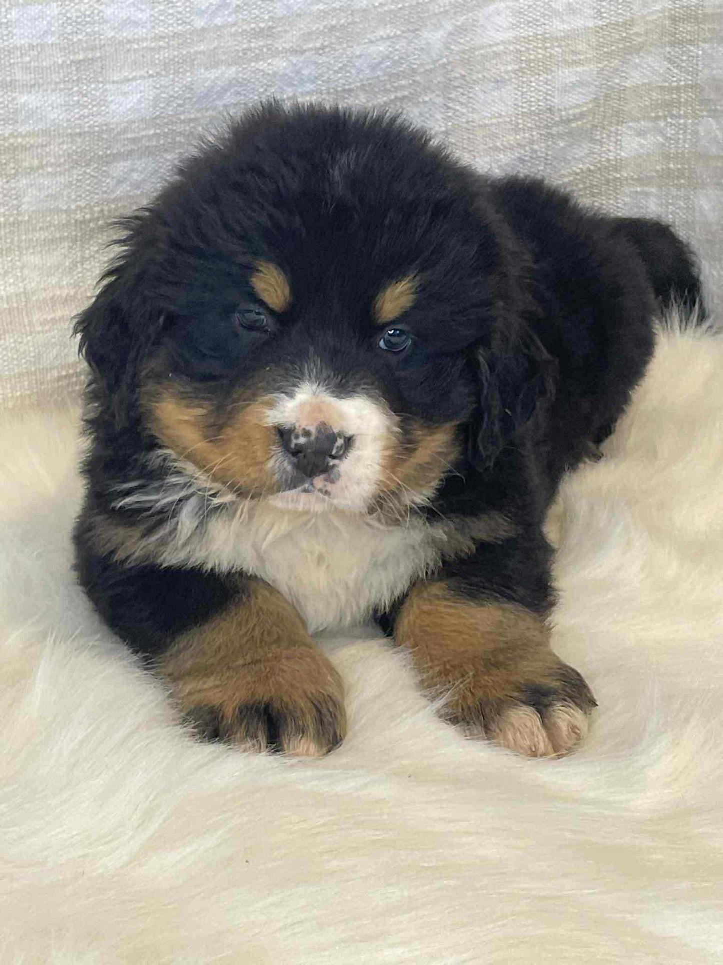 3 x Bernese Mountain Dogs (DNA Clear, Hip & Elbow Scored)