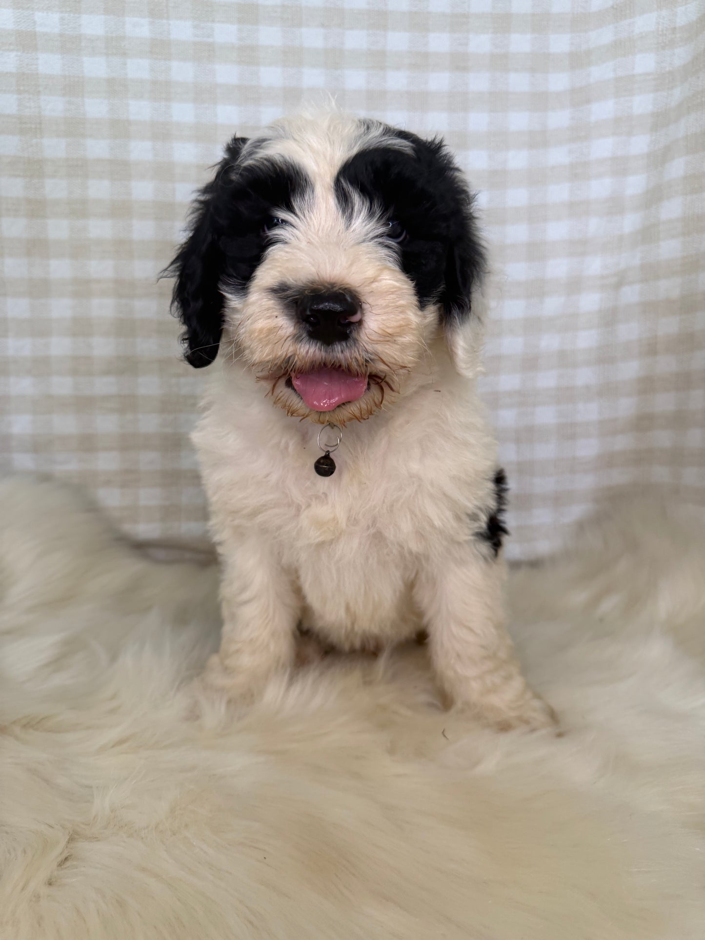 3 x F1 Standard Sheepadoodles (Old English Sheepdog x Standard Poodle)