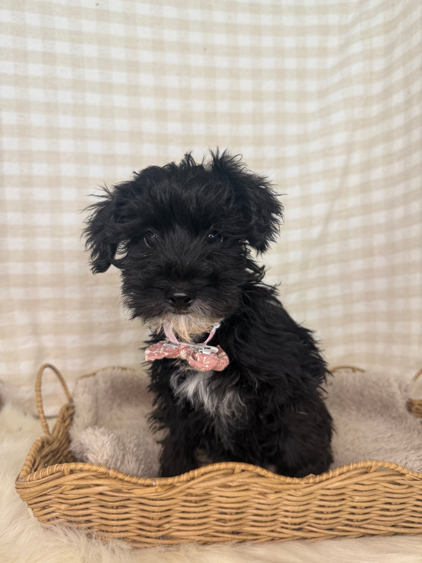 1 x F1 Mini Schnoodle (Mini Poodle x Mini Schnauzer)
