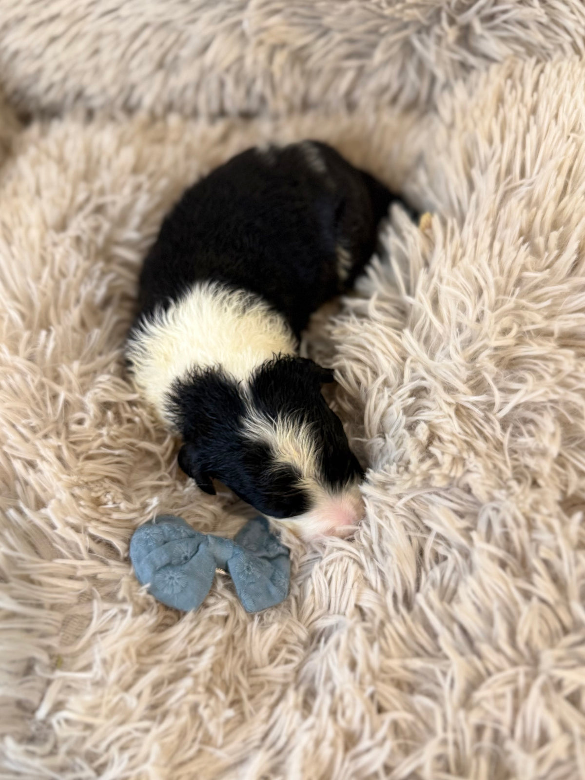 F1 Standard Sheepadoodles (Old English Sheepdog x Standard Poodle) READY EARLY DECEMBER