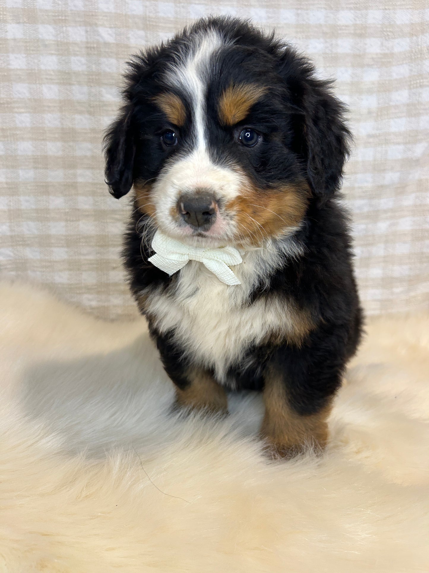 3 x Bernese Mountain Dogs (DNA Clear, Hip & Elbow Scored)