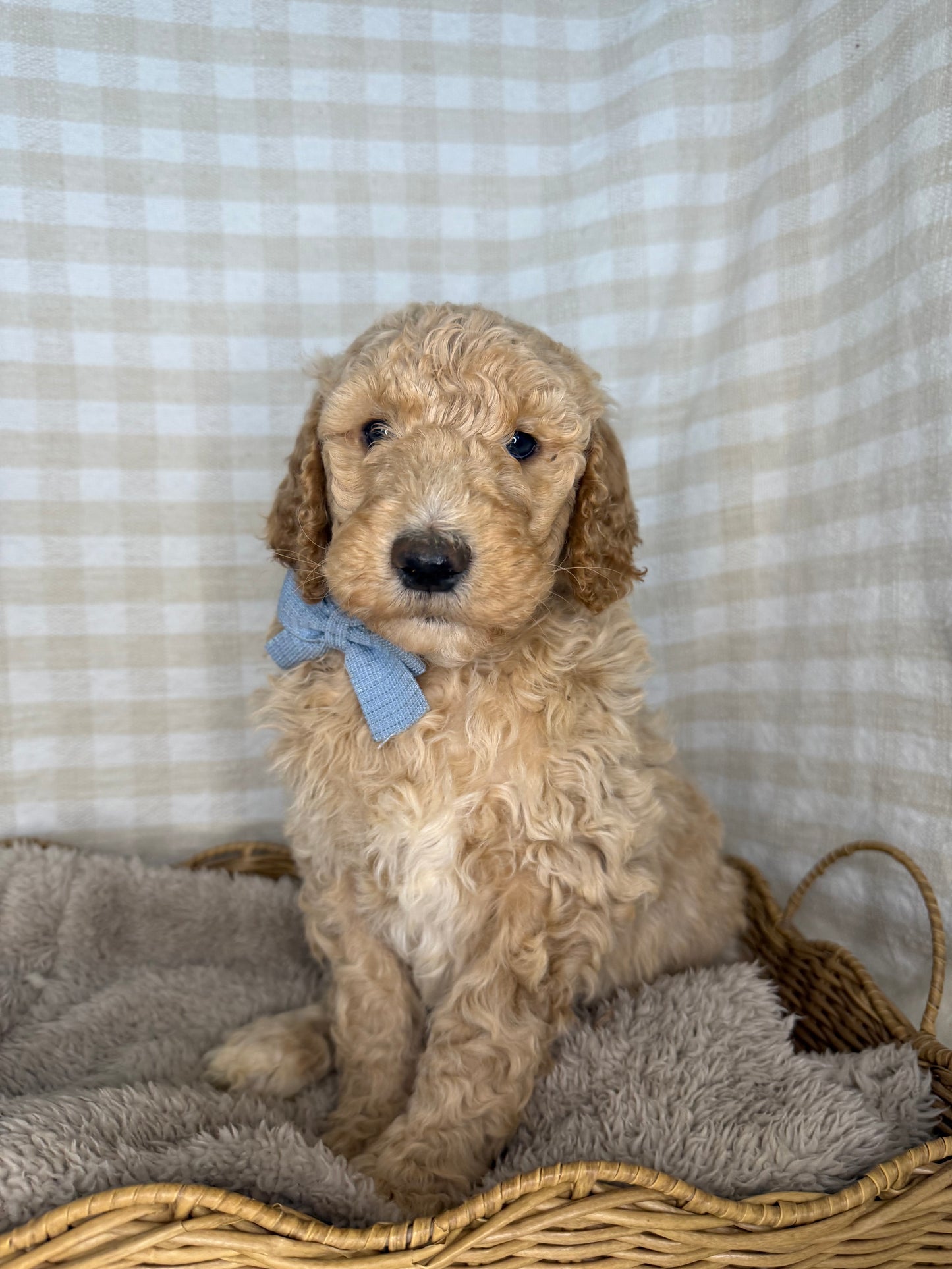3 x Standard Poodles (DNA Clear, Parti & Phantom carriers)