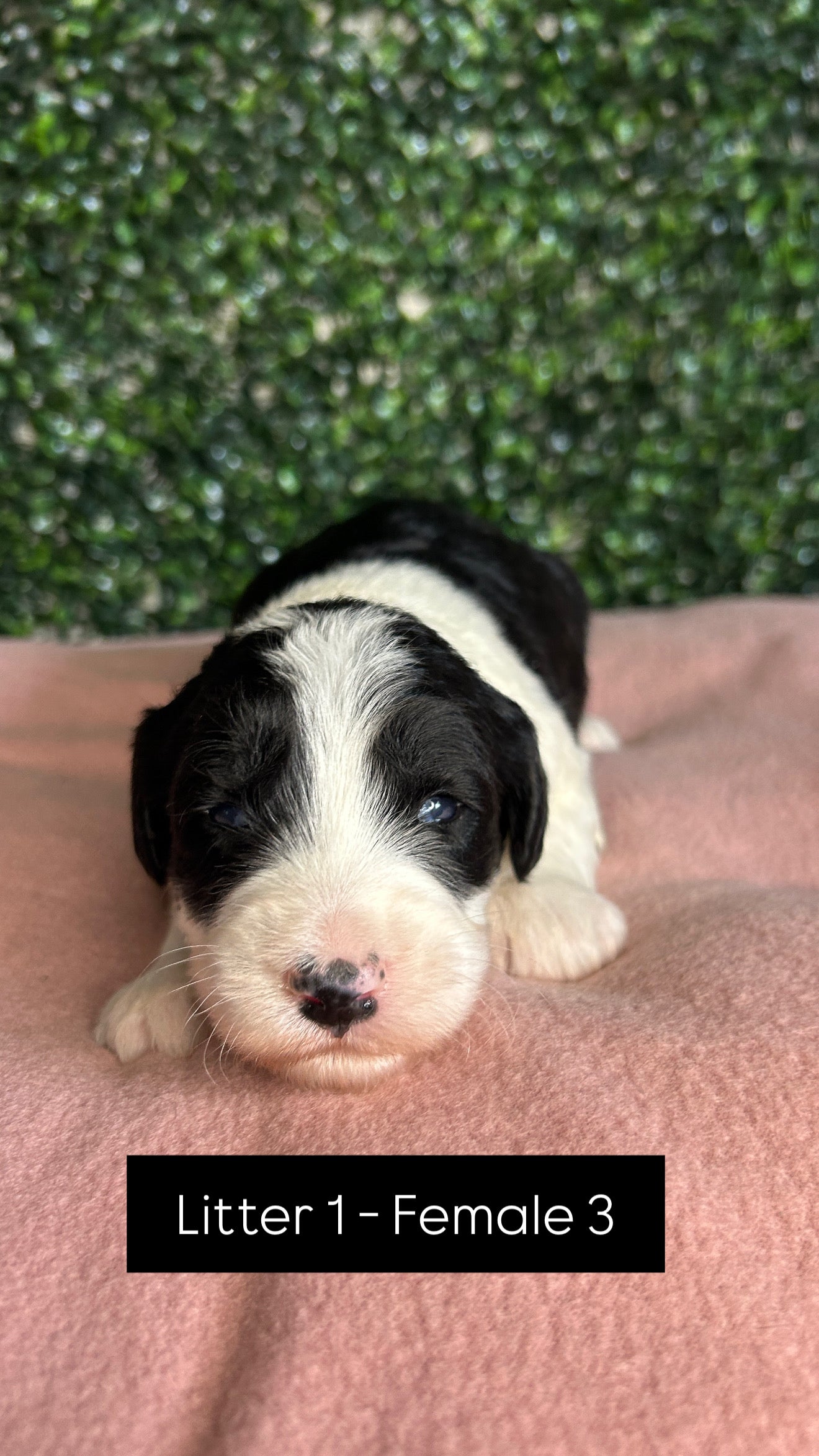 8 x F1 Standard Sheepadoodles (Old English Sheepdog x Standard Poodle)