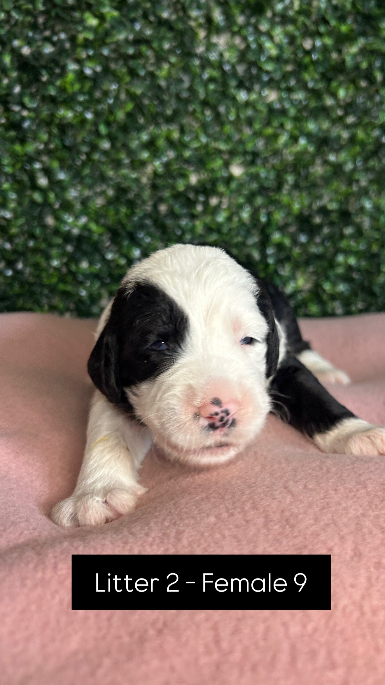 8 x F1 Standard Sheepadoodles (Old English Sheepdog x Standard Poodle)