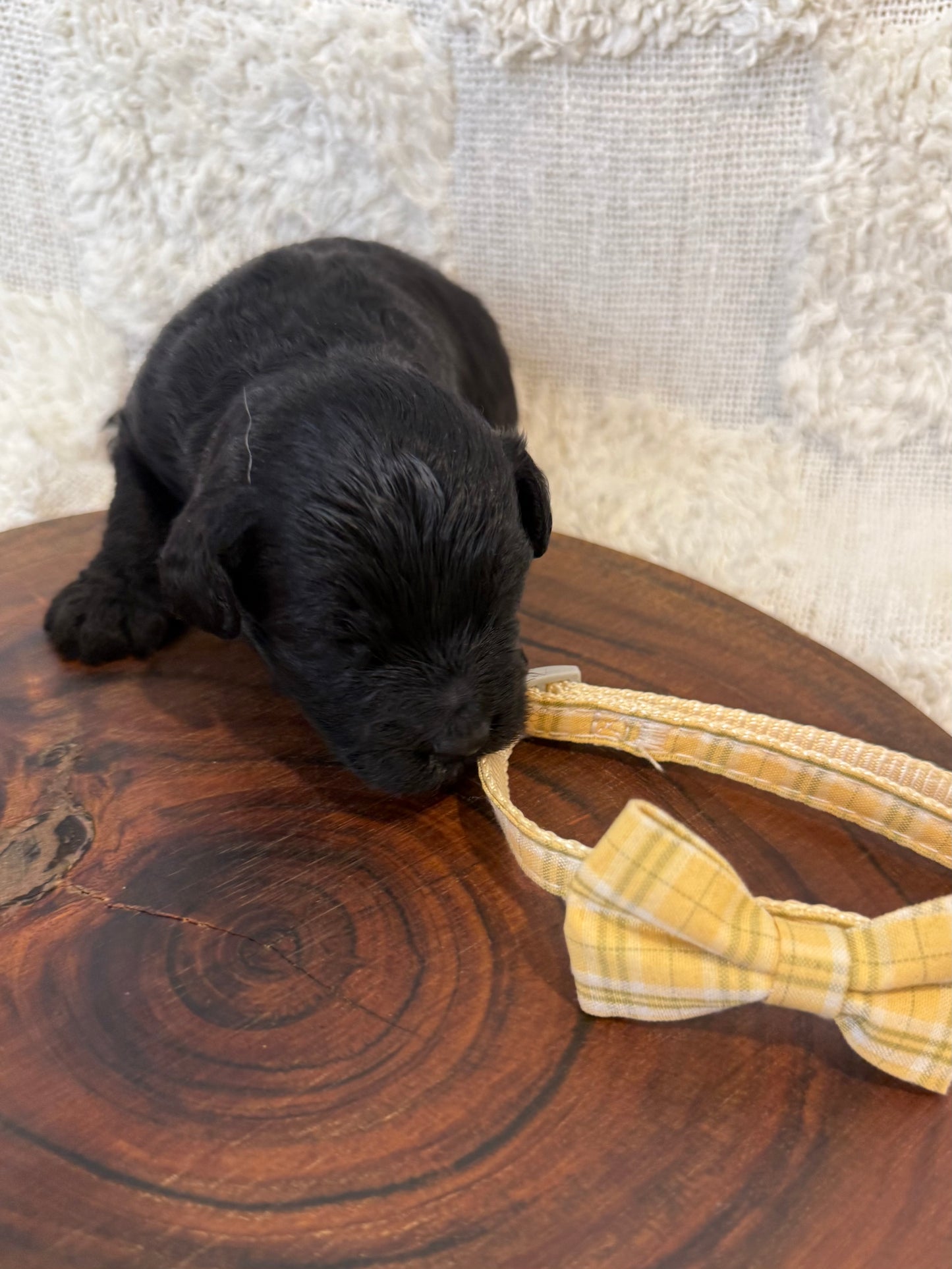 10 x Mini Aussiedoodles (Australian Shepherd x Mini Poodle)
