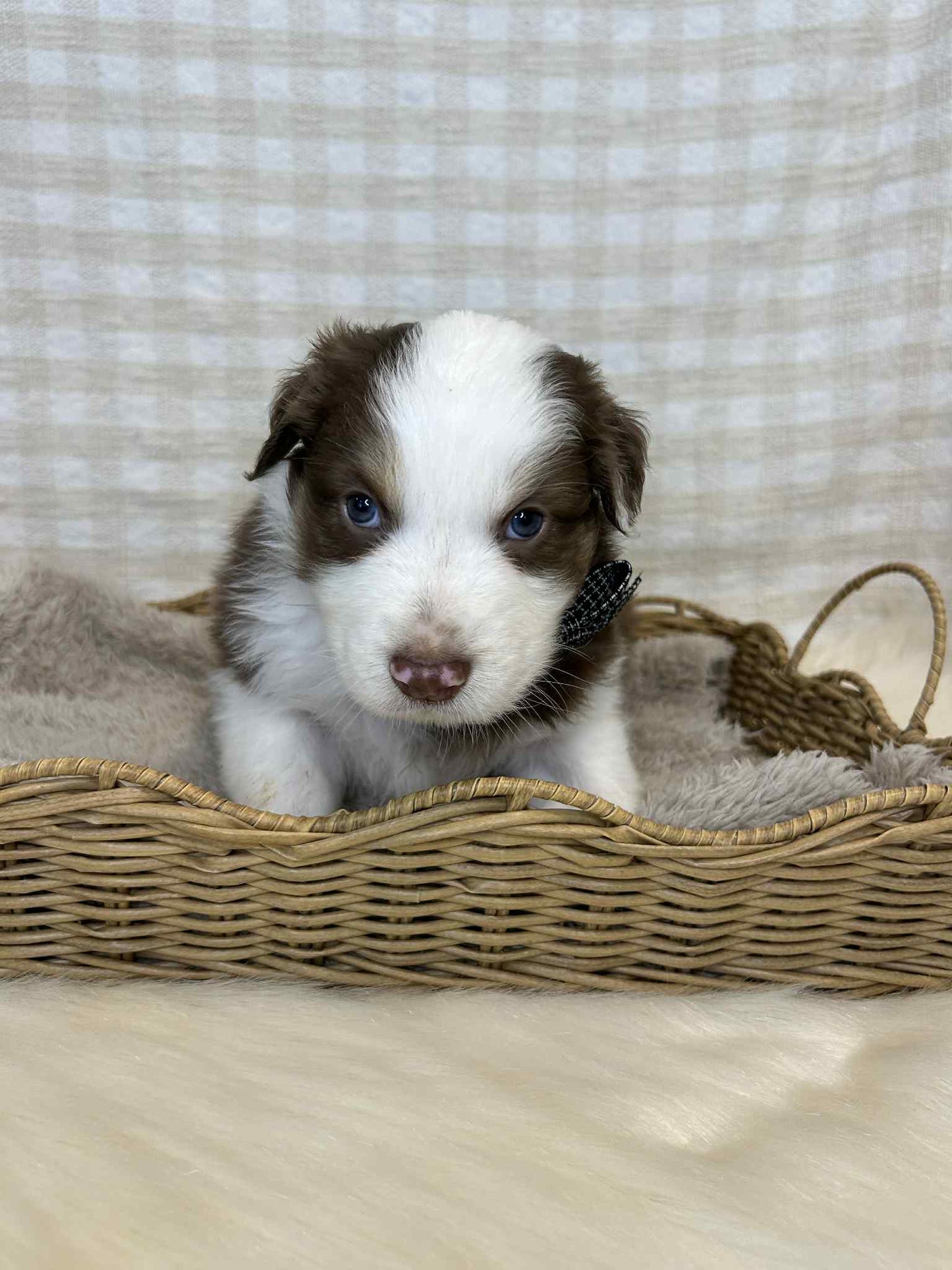 2 x Purebred Australian Shepherds