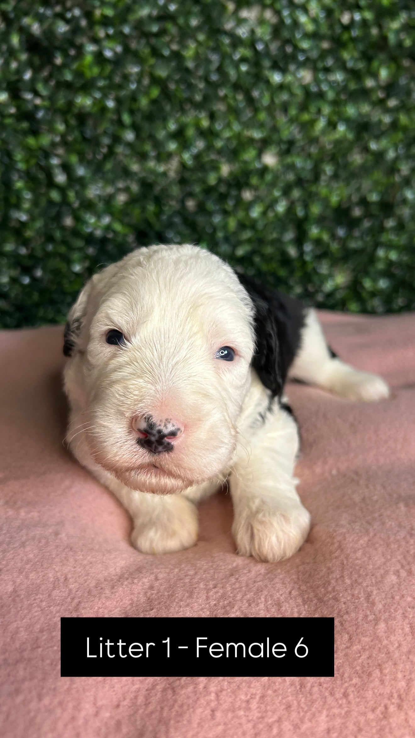 8 x F1 Standard Sheepadoodles (Old English Sheepdog x Standard Poodle)