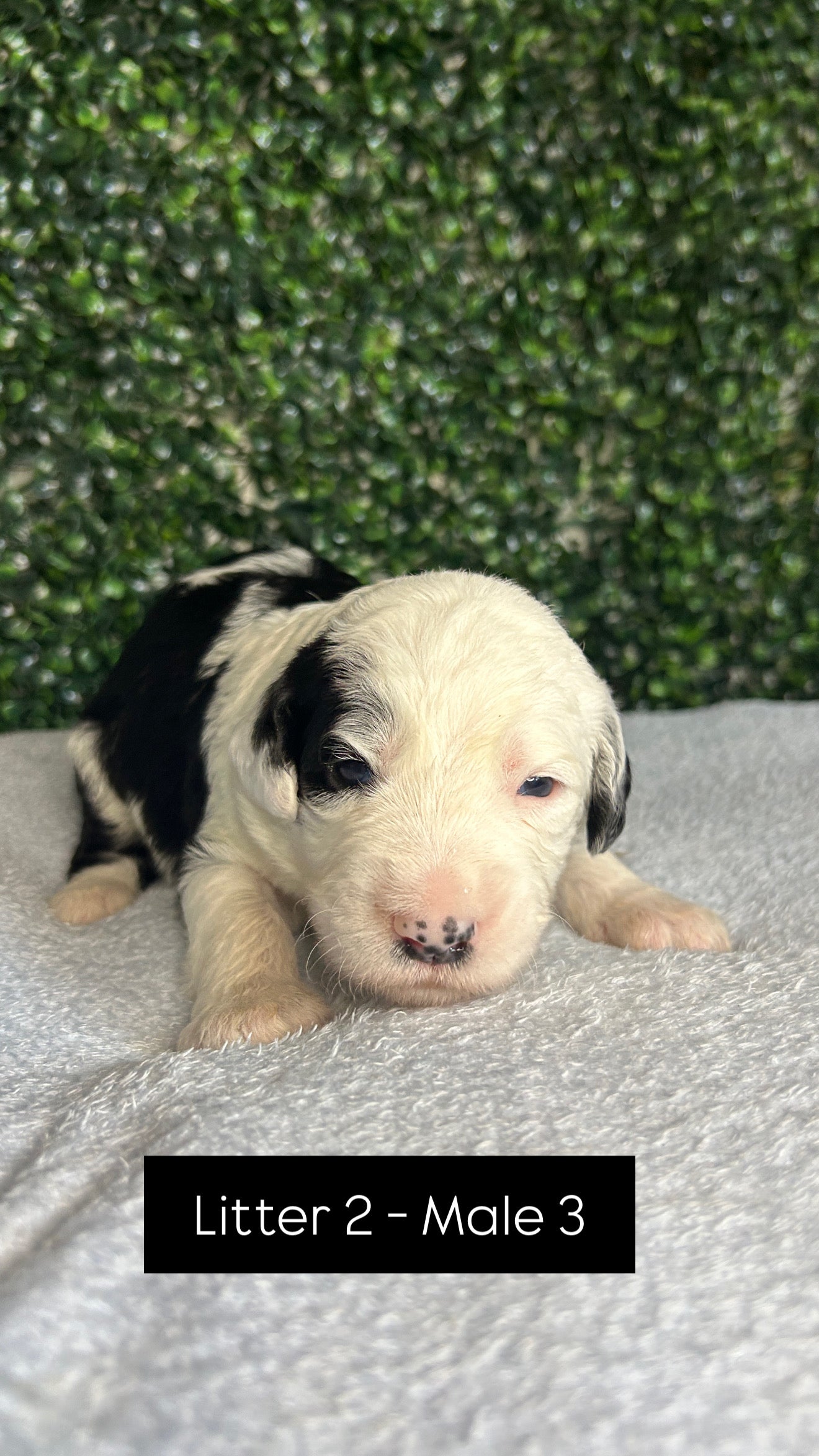 8 x F1 Standard Sheepadoodles (Old English Sheepdog x Standard Poodle)