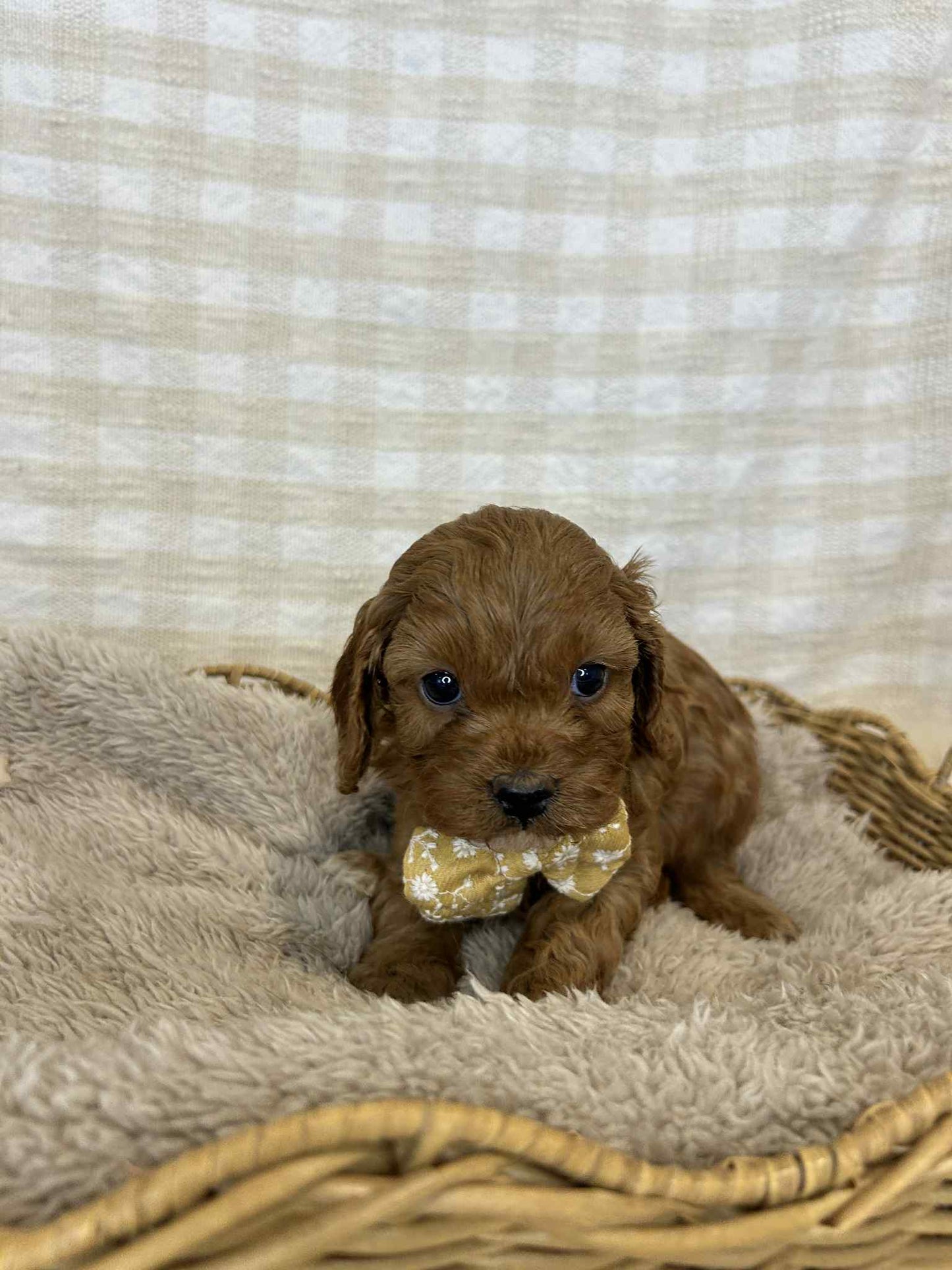 3 x F1 Toy Cavoodles (DNA Clear)