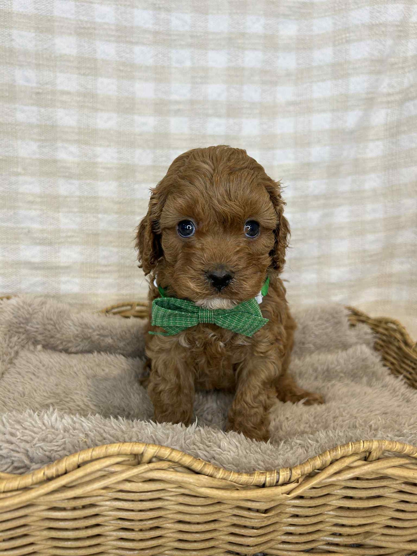 3 x F1 Toy Cavoodles (DNA Clear)