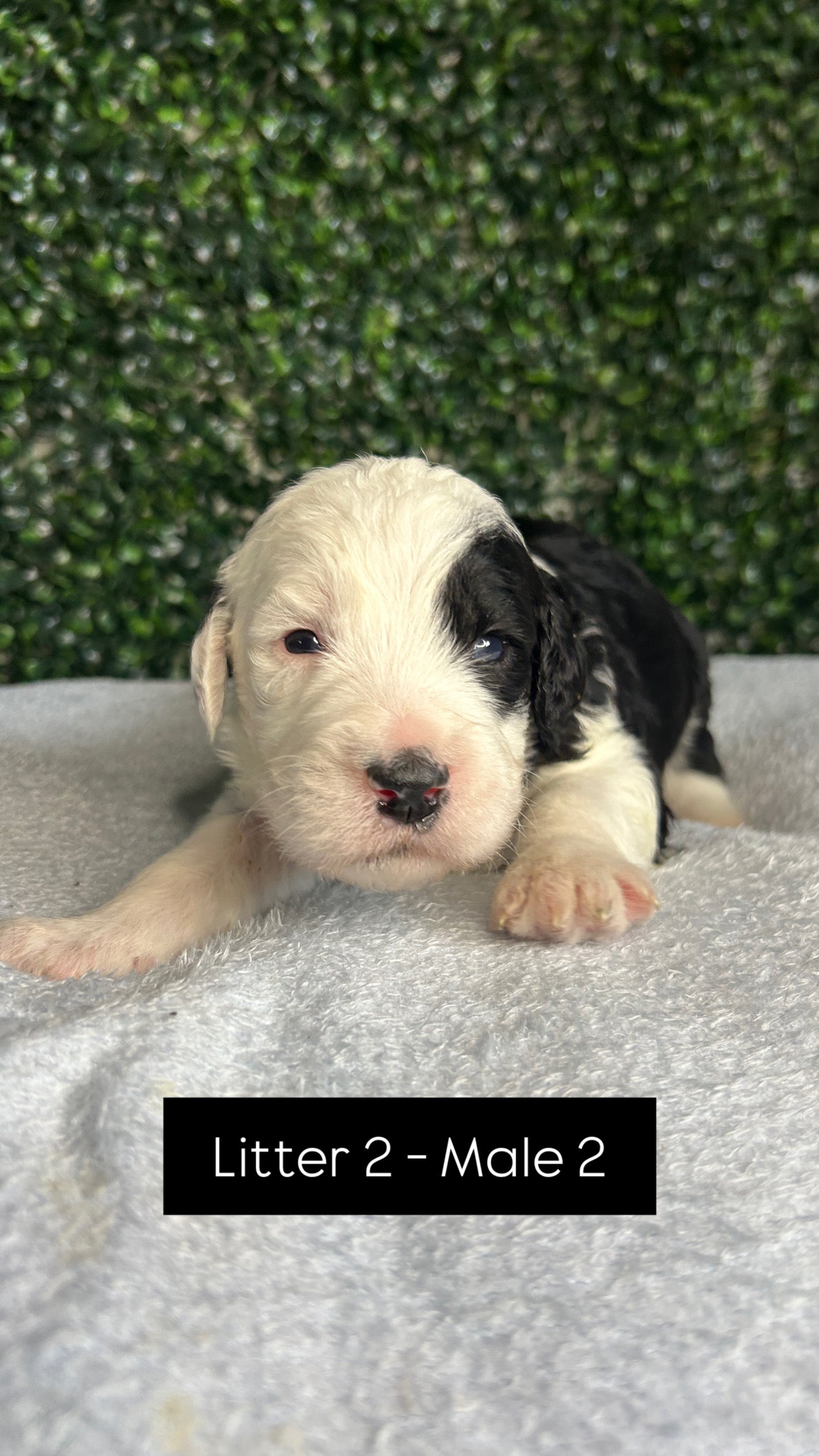 8 x F1 Standard Sheepadoodles (Old English Sheepdog x Standard Poodle)