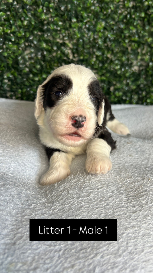 8 x F1 Standard Sheepadoodles (Old English Sheepdog x Standard Poodle)