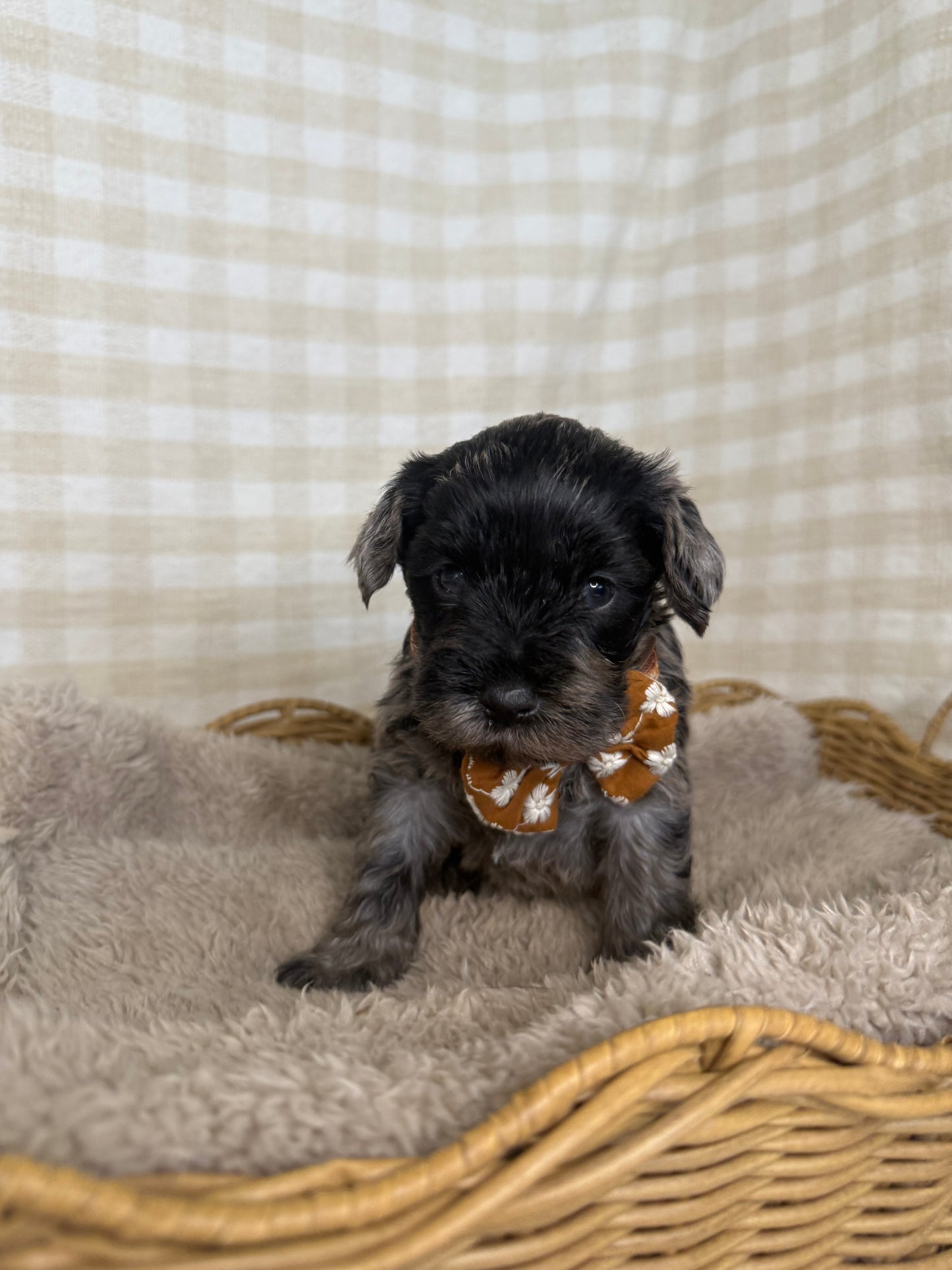 3 x F1 Mini Schnoodle (Mini Poodle x Mini Schnauzer)