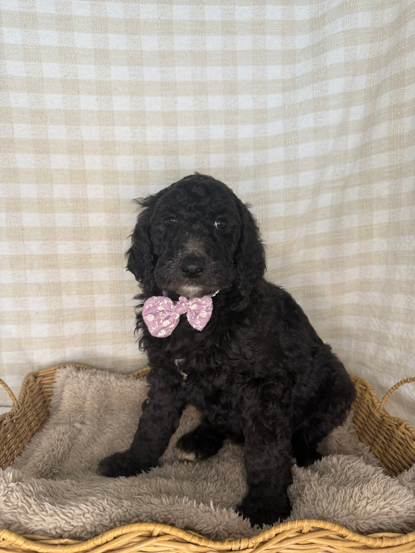 3 x Standard Poodles (DNA Clear, Parti & Phantom carriers)