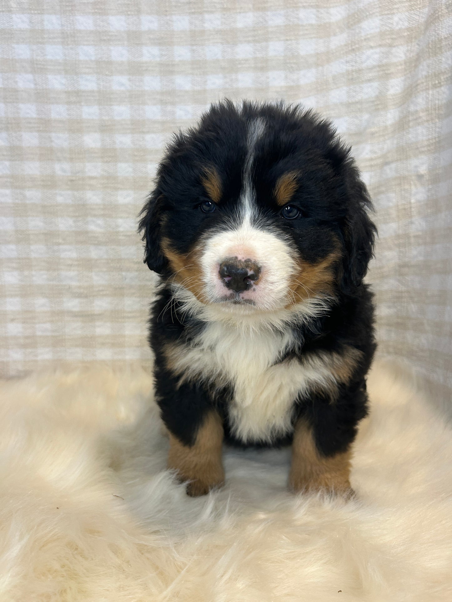 3 x Bernese Mountain Dogs (DNA Clear, Hip & Elbow Scored)