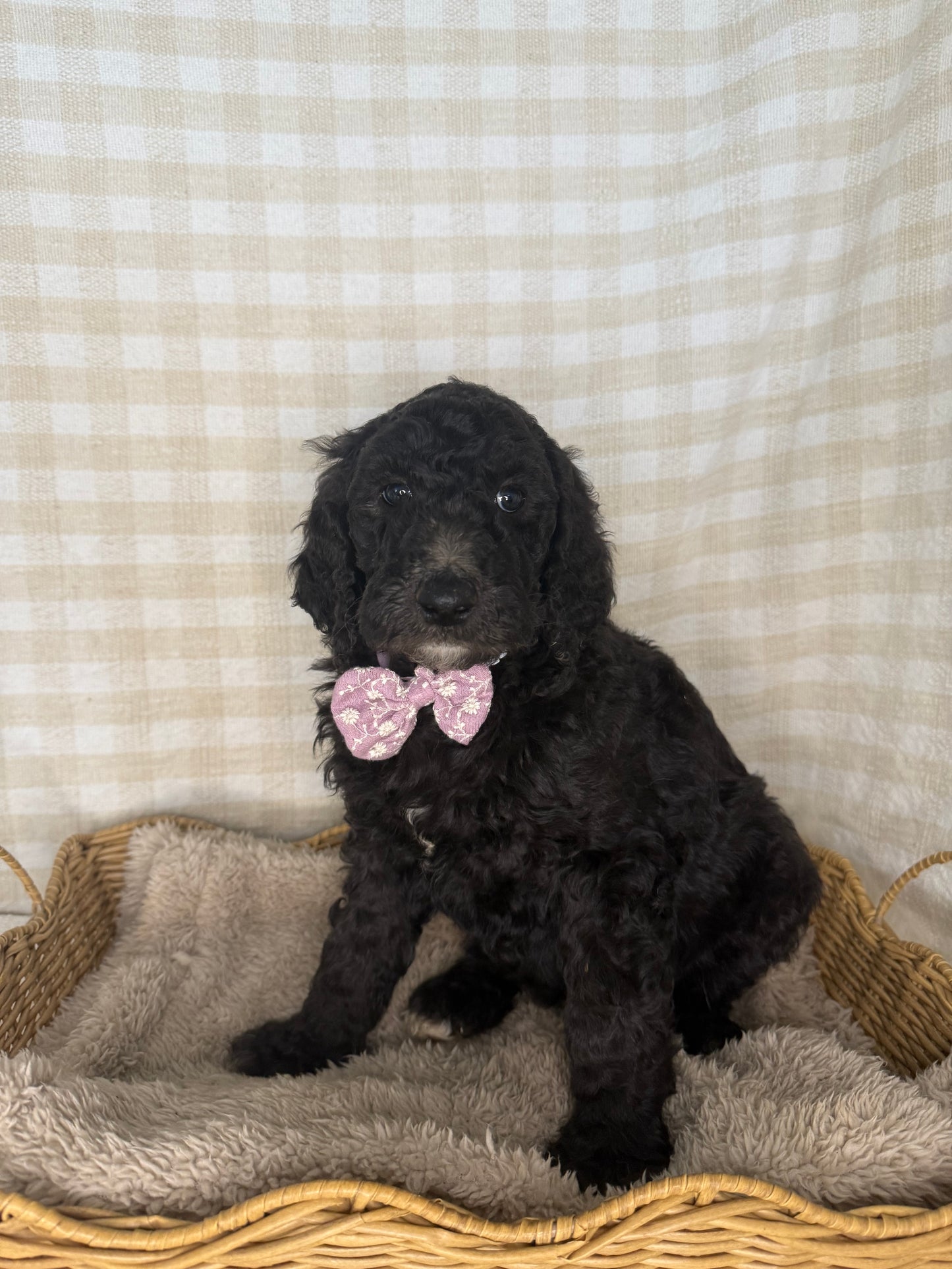 3 x Standard Poodles (DNA Clear, Parti & Phantom carriers)