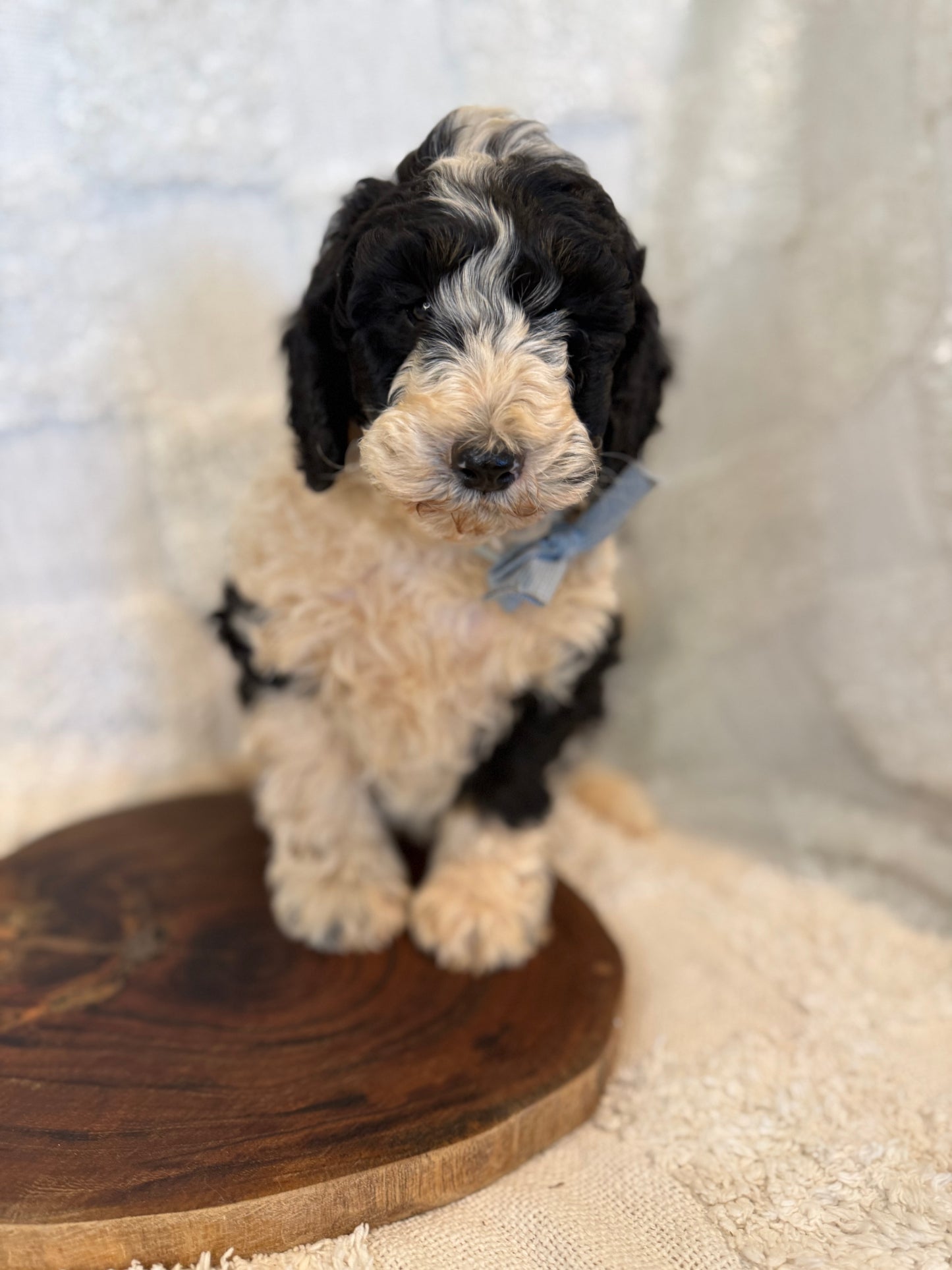 2 x F1b Medium Bernedoodles (Standard Bernedoodle x Mini Poodle)