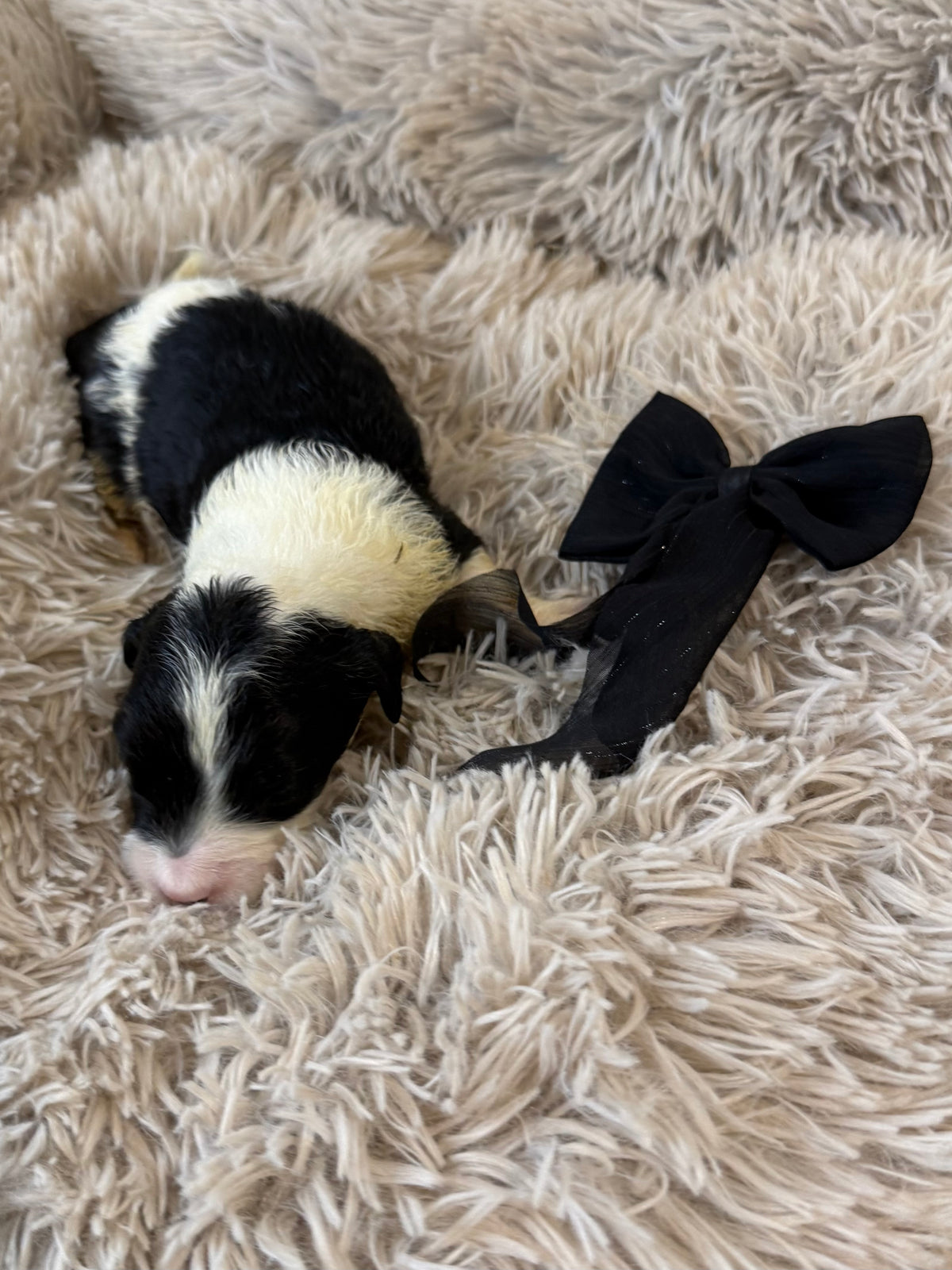 F1 Standard Sheepadoodles (Old English Sheepdog x Standard Poodle) READY EARLY DECEMBER