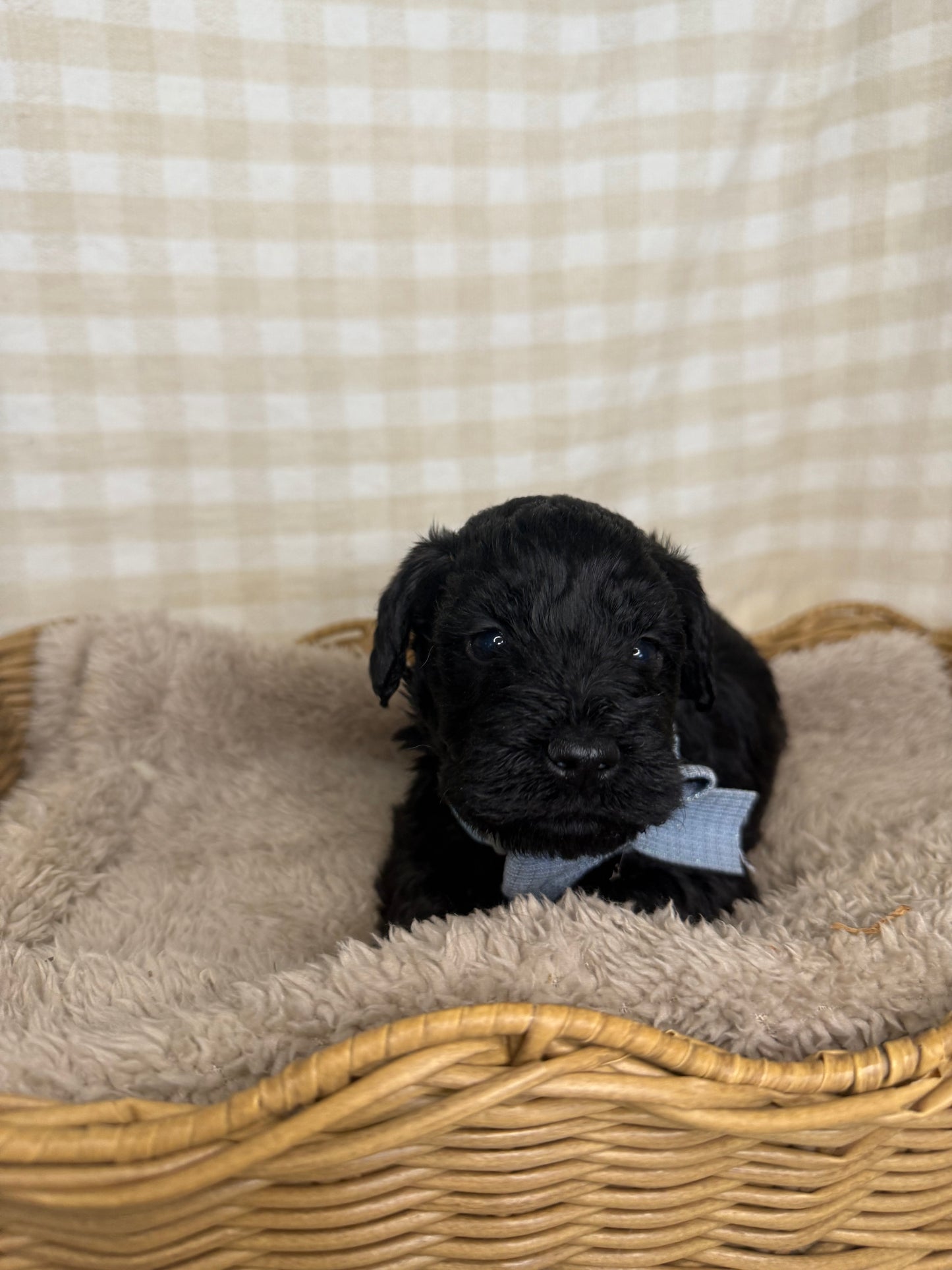 3 x F1 Mini Schnoodle (Mini Poodle x Mini Schnauzer)