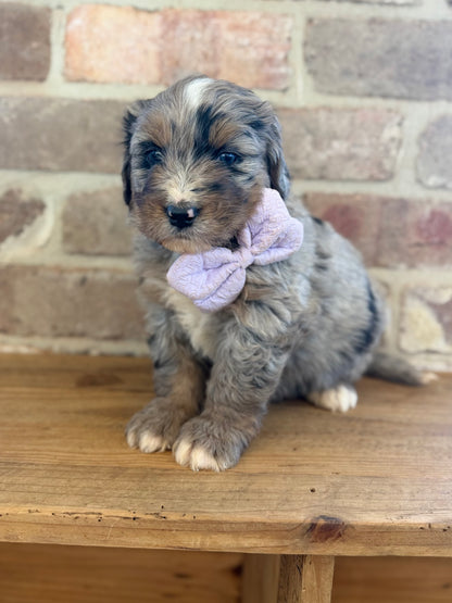 F1 Standard Bernedoodles (Bernese Mountain Dog x Standard Poodle)