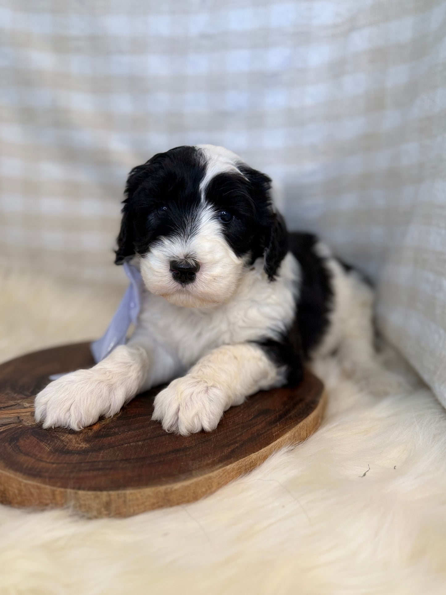 F1 Standard Sheepadoodles (Old English Sheepdog x Standard Poodle)