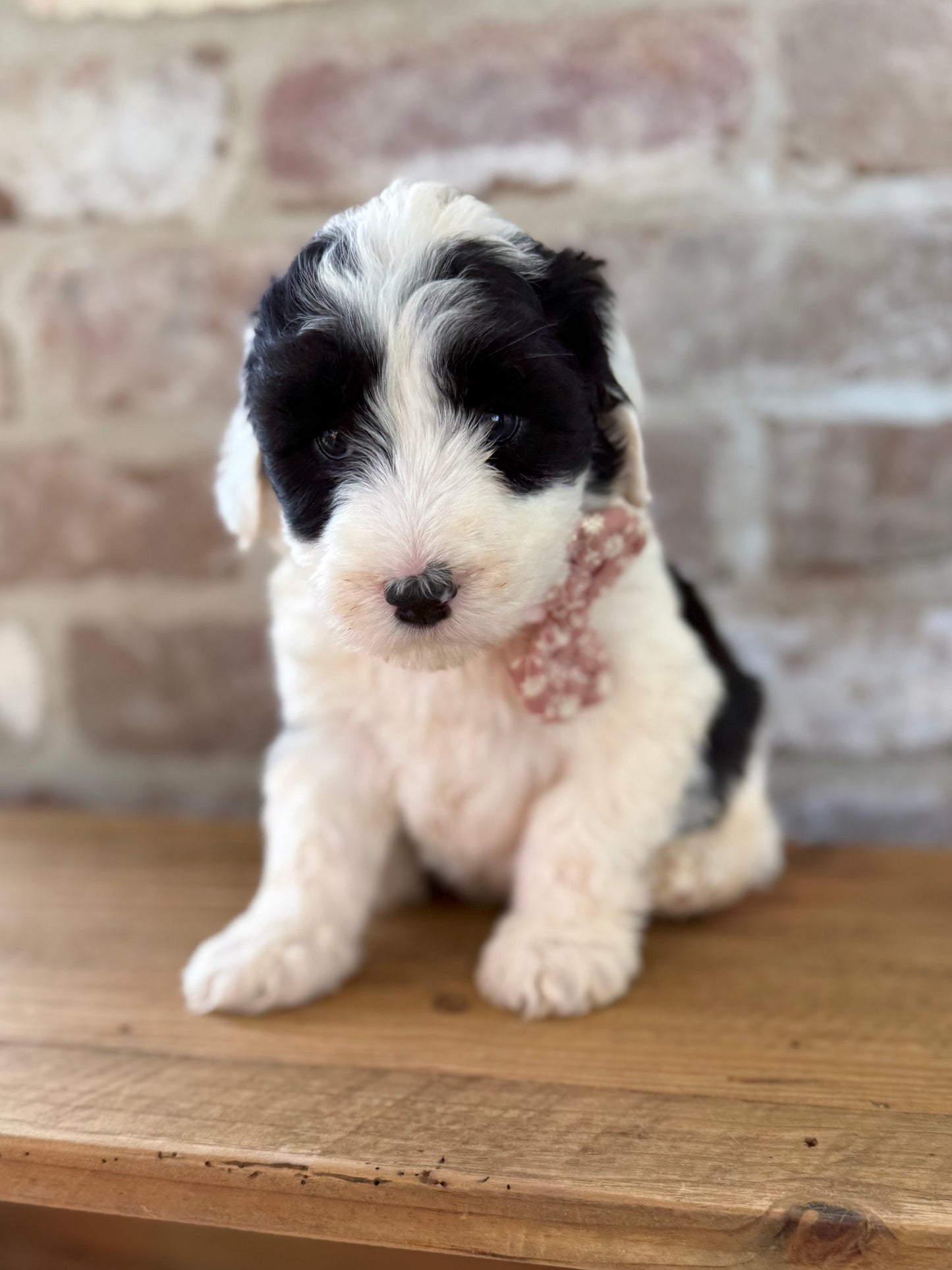 WINNIE - F1 Standard Sheepadoodle (Old English Sheepdog x Standard Poodle)