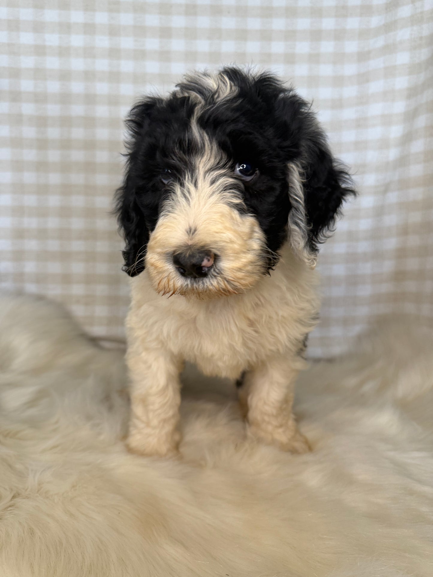 3 x F1 Standard Sheepadoodles (Old English Sheepdog x Standard Poodle)