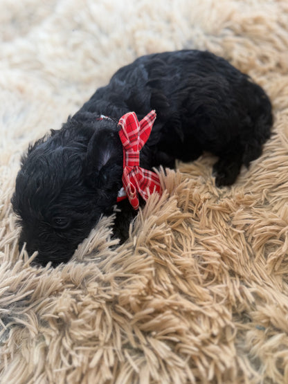 3 x F1 Mini Schnoodles (Mini Poodle x Mini Schnauzer)