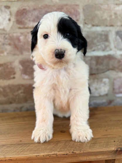 POPPY - F1 Standard Sheepadoodle (Old English Sheepdog x Standard Poodle)