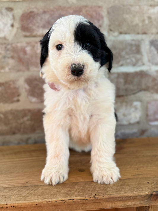 POPPY - F1 Standard Sheepadoodle (Old English Sheepdog x Standard Poodle)