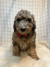 Load image into Gallery viewer, 3 x F1b Standard Bernedoodles (Standard Bernedoodle x Standard Poodle)
