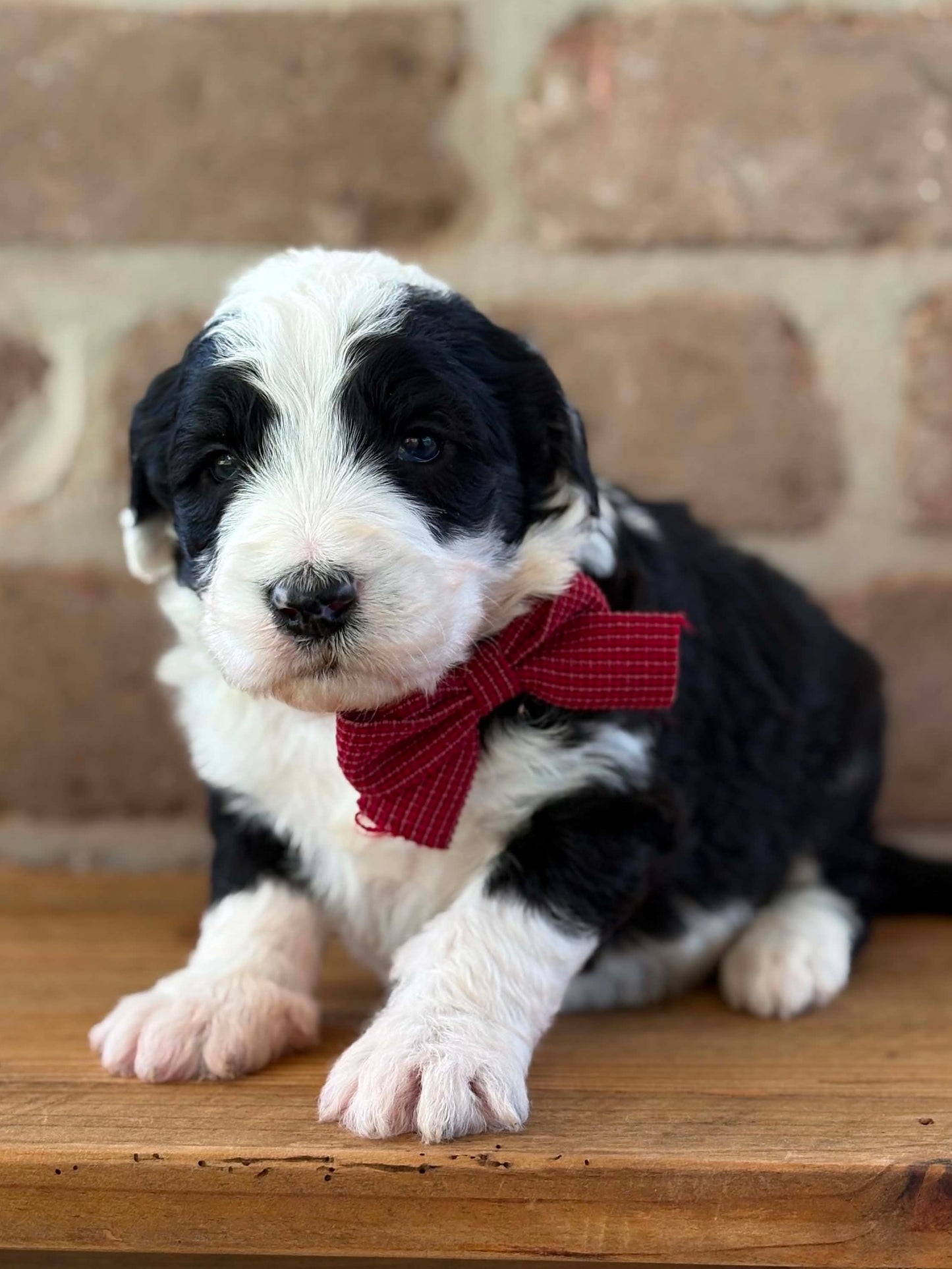 F1 Standard Sheepadoodles (Old English Sheepdog x Standard Poodle)