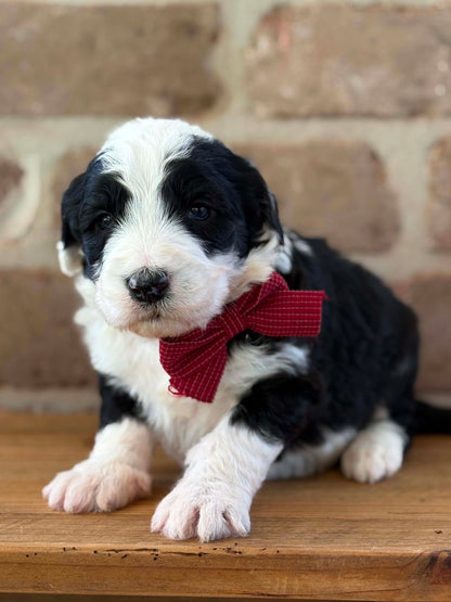 F1 Standard Sheepadoodles (Old English Sheepdog x Standard Poodle)