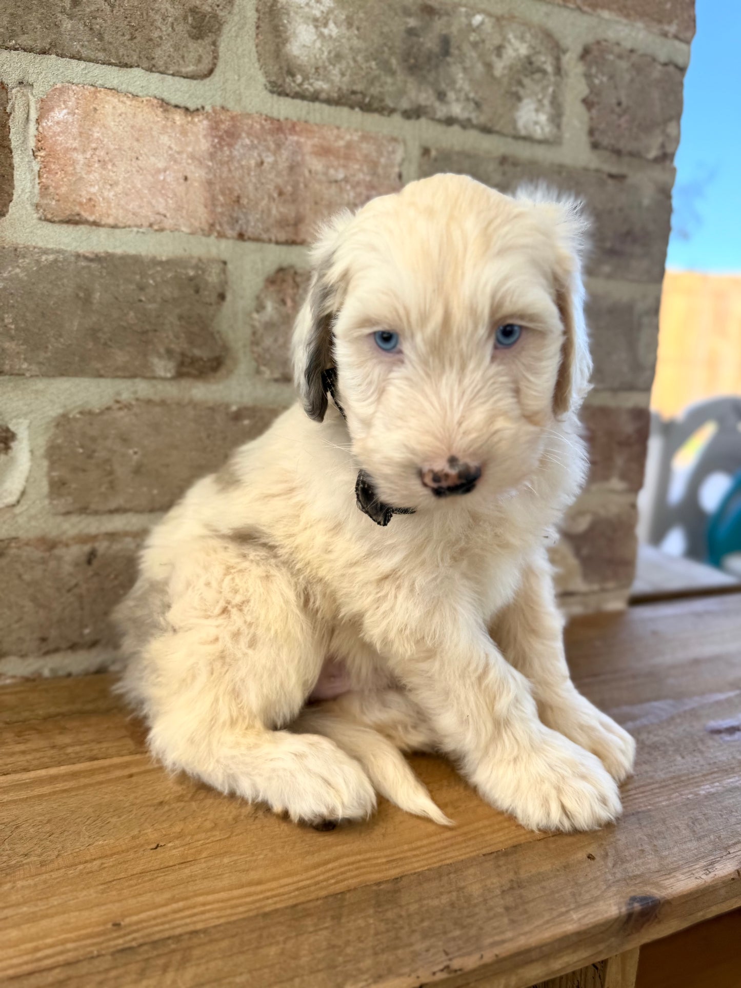 F1 Standard Sheepadoodles (Old English Sheepdog x Standard Poodle)