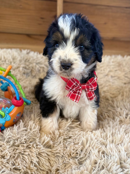 PERCY - F1 Standard Aussiedoodle (Australian Shepherd x Mini Poodle)