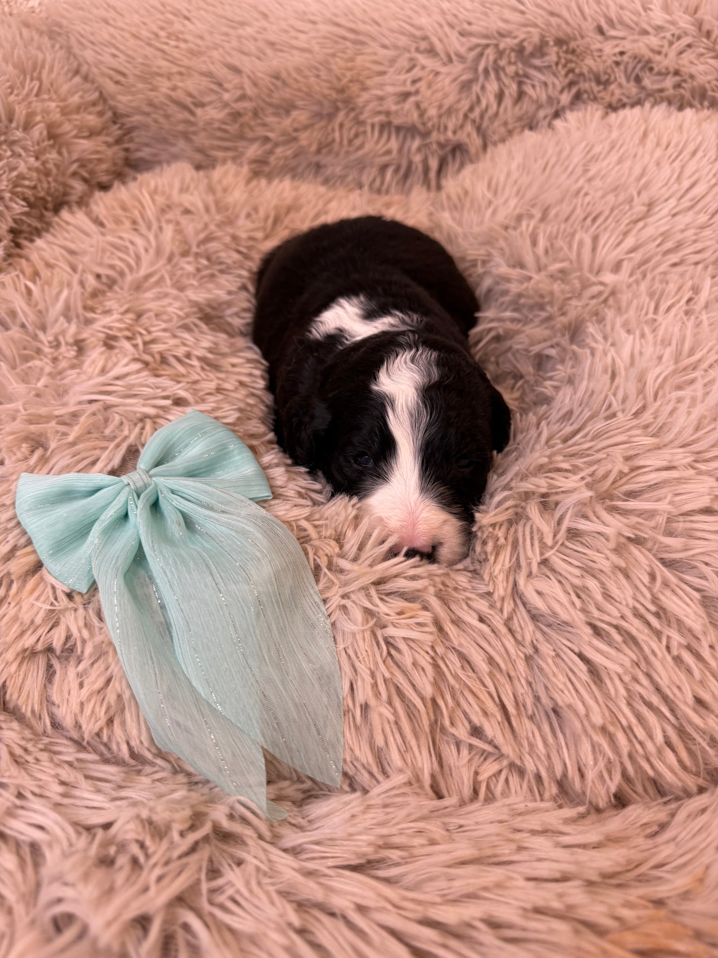 F1 Standard Bernedoodles (Bernese Mountain Dog x Standard Poodle)