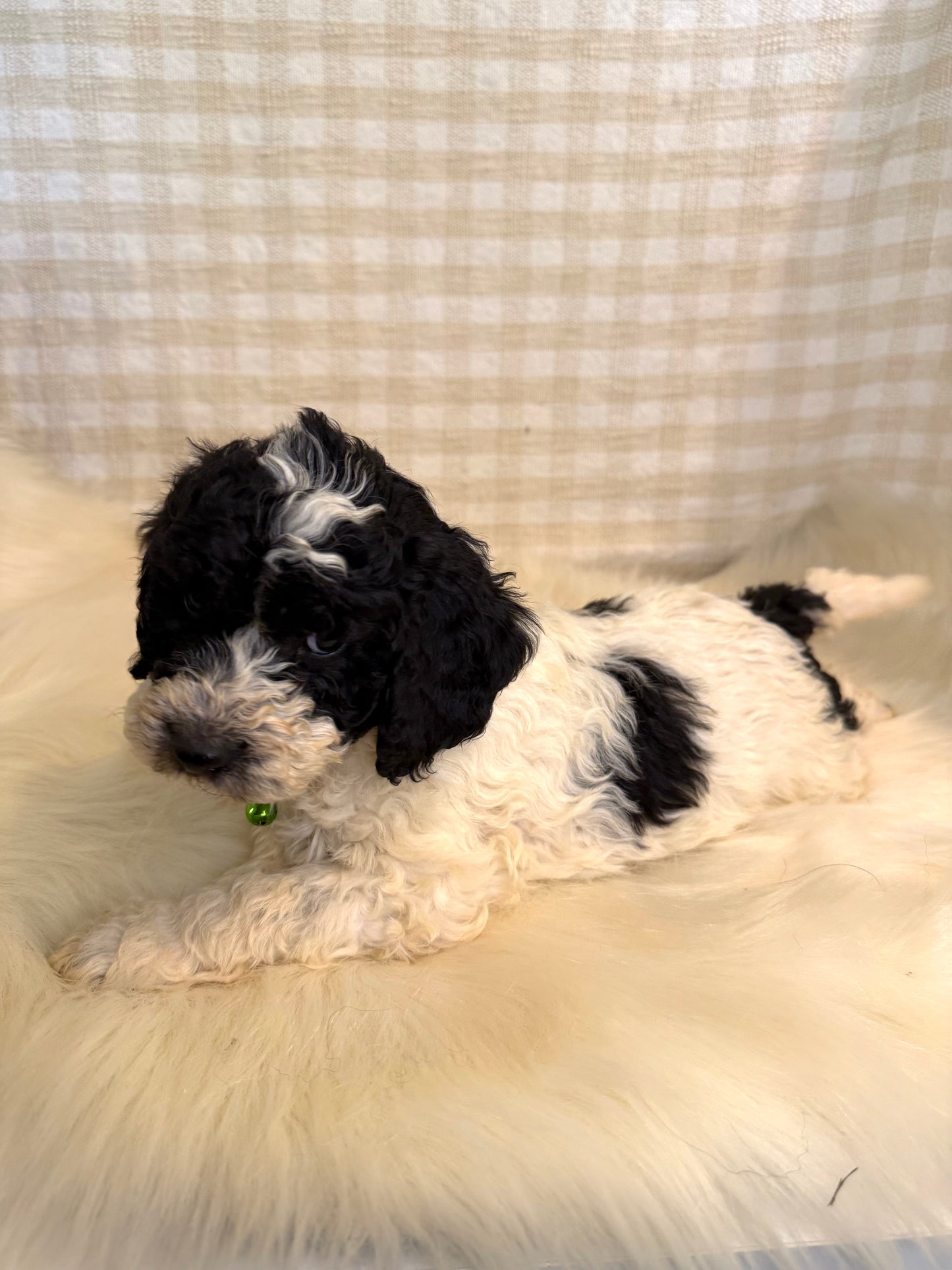 4 x F1b Medium Bernedoodles (Standard Bernedoodle x Mini Poodle)