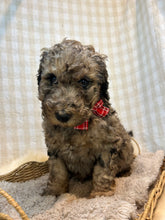 Load image into Gallery viewer, 3 x F1b Standard Bernedoodles (Standard Bernedoodle x Standard Poodle)
