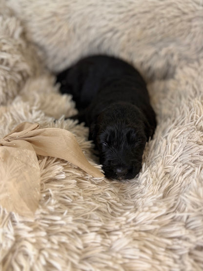 F1 Standard Bernedoodles (Bernese Mountain Dog x Standard Poodle)